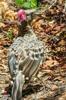 Great Bowerbird in Australia photo