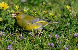 European Greenfinch Bird photo