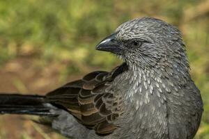 Apostlebird in Australia photo