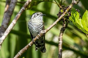 Shining Bronze Cuckoo in Australasia photo