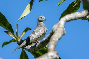 Peaceful Dove in Australia photo