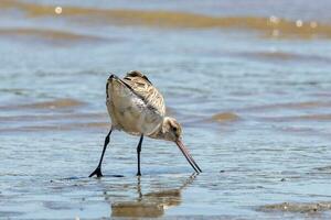 Bar-tailed Godwit in Australasia photo