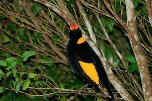 Regent Bowerbird in Australia photo