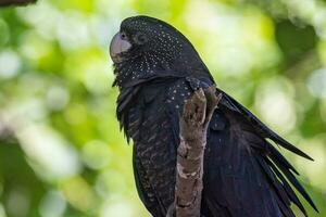 cola roja negro cacatúa en Australia foto