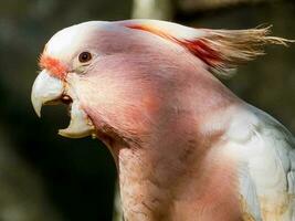 Pink or Major Mitchell's Cockatoo photo