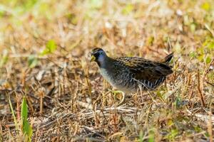 Sora Rail in USA photo