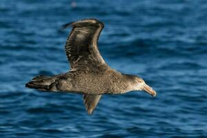 Northern Giant Petrel photo