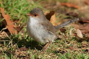 Superb Fairywren in Australia photo