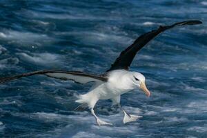 ceja negra albatros en australasia foto