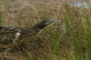 Australasian Bittern in New Zealand photo