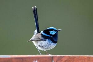 Superb Fairywren in Australia photo