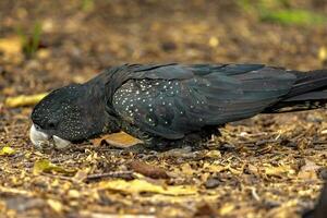 Red-tailed Black Cockatoo in Australia photo