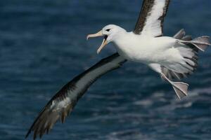 ceja negra albatros en australasia foto