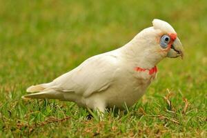 facturado largo corella en Australia foto