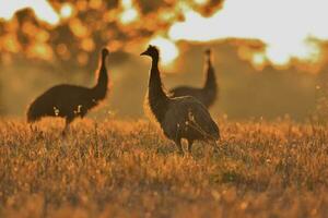 Emu Endemic Bird of Australia photo