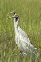 Brolga Crane in Australia photo