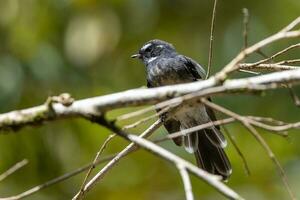 Piwakawaka New Zealand Fantail photo