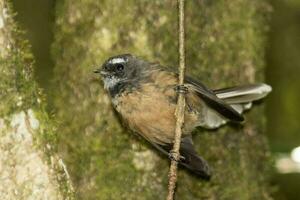 Piwakawaka New Zealand Fantail photo