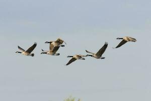 Canada Goose in Australasia photo