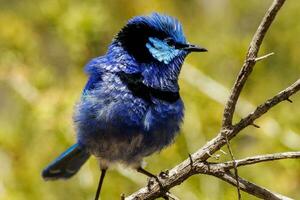 Splendid Fairywren in Australia photo