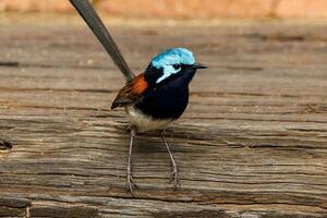Red-winged Fairywren in Australia photo
