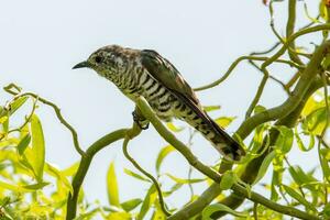 Shining Bronze Cuckoo photo