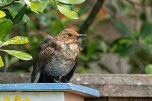 European Blackbird in Australasia photo