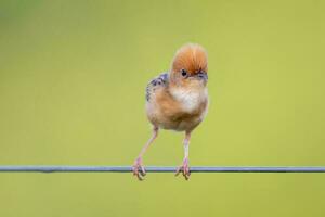 Golden-headed Cisticola in Australia photo