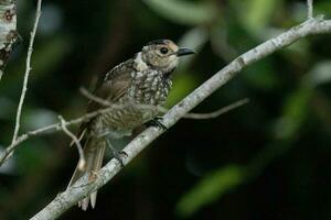 Regent Bowerbird in Australia photo