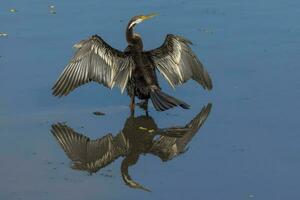 Anhinga - Australian Darter photo