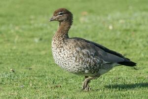 Maned Duck in Australia photo