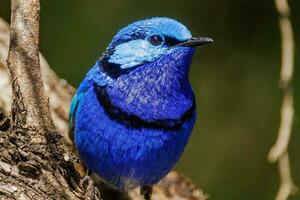 Splendid Fairywren in Australia photo