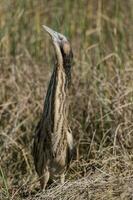 Australasian Bittern in New Zealand photo