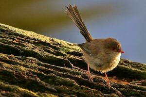 Splendid Fairywren in Australia photo