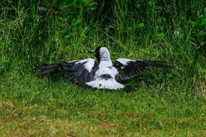 Australasian Magpie in Australia photo