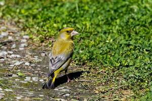 europeo finchada verde pájaro foto