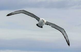 de capa blanca mollymawk albatros foto