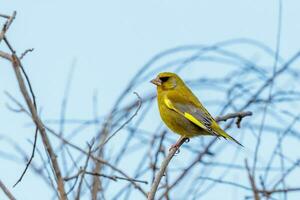 European Greenfinch Bird photo