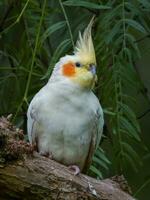 Cockatiel in Australia photo