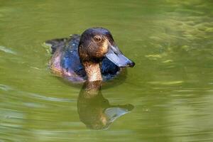 New Zealand Scaup Duck photo