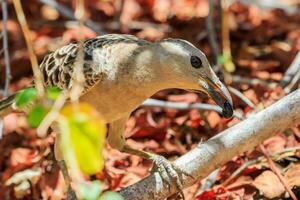 Great Bowerbird in Australia photo