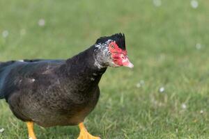 Muscovy Duck in Australasia photo