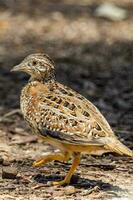 Painted Buttonquail in Australia photo