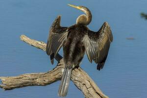 Anhinga - Australia Darter photo