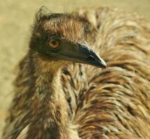 Emu Endemic Bird of Australia photo