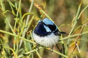 Superb Fairywren in Australia photo