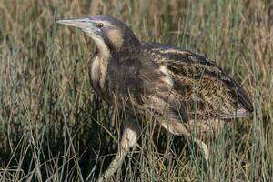 Australasian Bittern in New Zealand photo