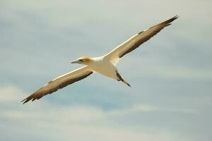 australasiano gannet en australasia foto