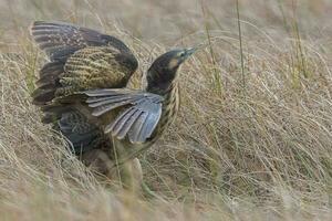 Australasian Bittern in New Zealand photo