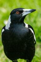 Australasian Magpie in Australia photo